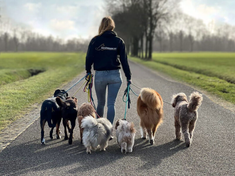 Gedragstherapie voor honden
