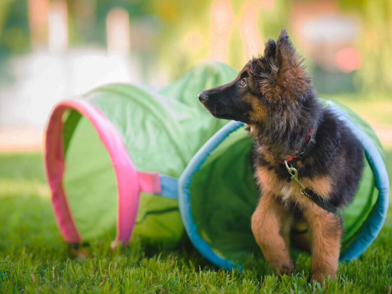 Puppycursus