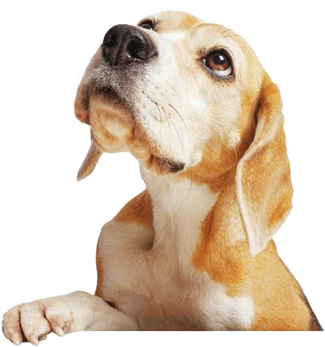 beagle-02