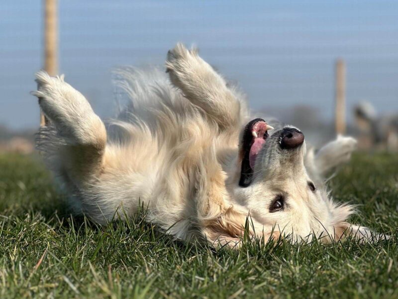 DogMission DogMisson team
