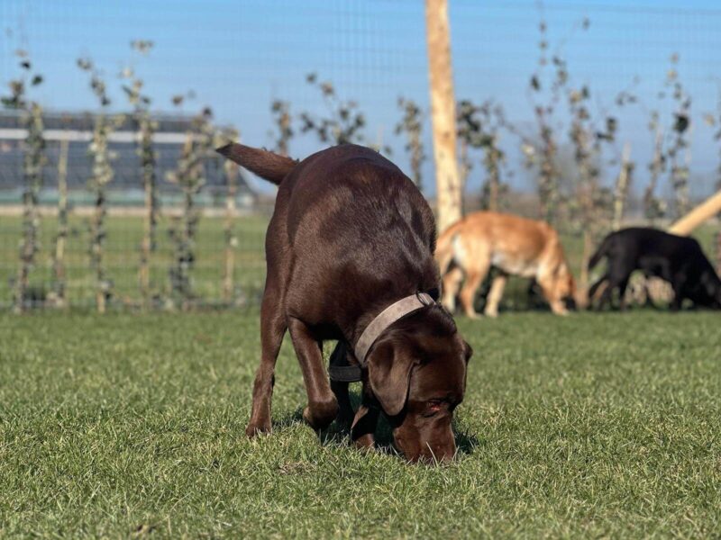 DogMission Hondengedragsdeskundige Monique Stam (rechts) en Anniek Winters (links)