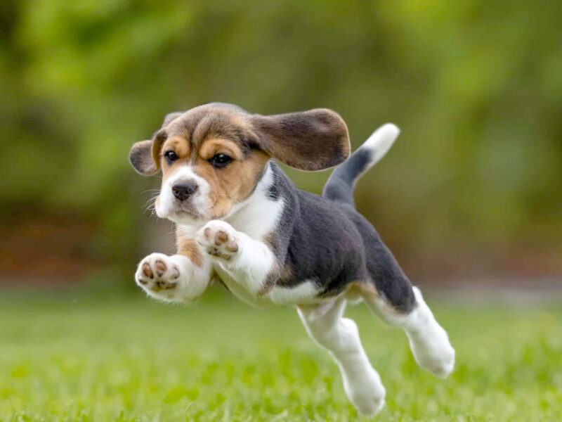 Puppybegeleiding