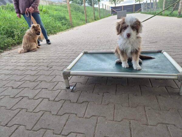 puppycursus
